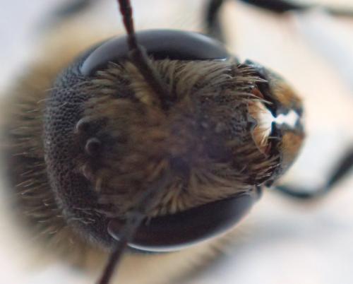 Réf. 205 290 : Osmia niveata